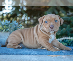 Medium American Bully