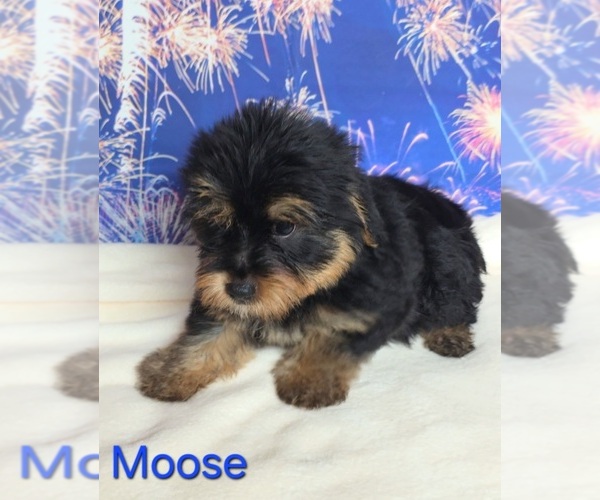 Medium Photo #2 Yorkshire Terrier Puppy For Sale in AZLE, TX, USA