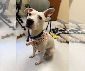Mutt Dogs for adoption in Virginia Beach, VA, USA