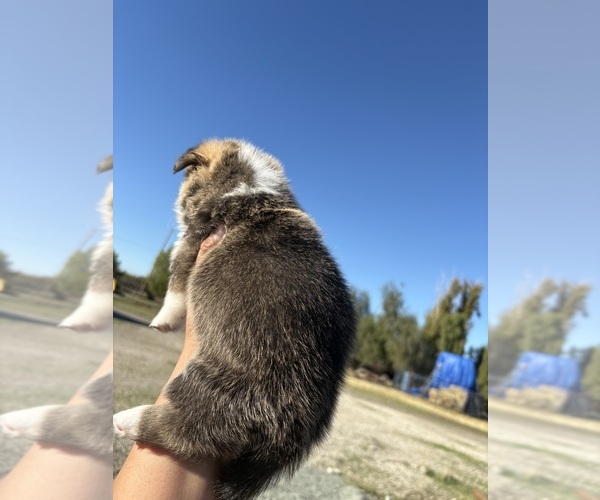 Medium Photo #3 Pembroke Welsh Corgi Puppy For Sale in OAKLEY, CA, USA