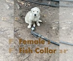 Puppy Fish collar Golden Retriever