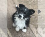 Small Photo #2 Bossi-Poo Puppy For Sale in Dana Point, CA, USA