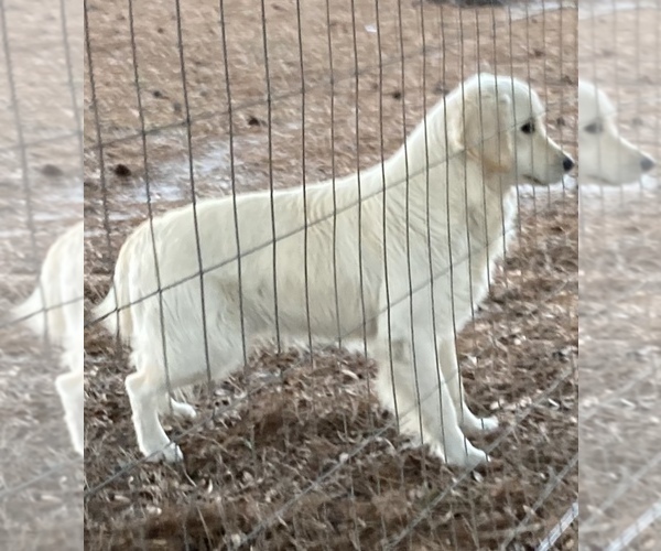 Medium Photo #2 English Cream Golden Retriever Puppy For Sale in BARNWELL, SC, USA