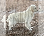 Small #1 English Cream Golden Retriever
