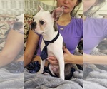 Small #4 Boston Terrier