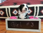 Small Photo #1 Australian Shepherd Puppy For Sale in CAMDEN, OH, USA