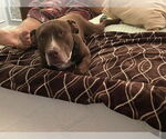 Small #1 American Staffordshire Terrier-Labrador Retriever Mix