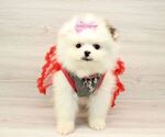 Small Photo #16 Pomeranian Puppy For Sale in LAS VEGAS, NV, USA