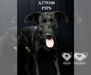 KODA - Male Labrador Retriever-Unknown Mix Dog for Adoption - Photo #2
