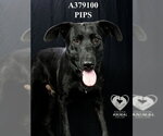 Small #1 Labrador Retriever Mix