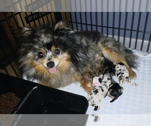 Mother of the Pomeranian puppies born on 04/09/2023