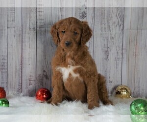 Goldendoodle (Miniature) Puppy for sale in FREDERICKSBG, OH, USA