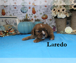 Small #6 Cavalier King Charles Spaniel