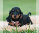 Puppy Black betty Dachshund