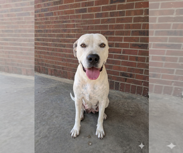 Medium Photo #1 Mutt Puppy For Sale in Vail, AZ, USA