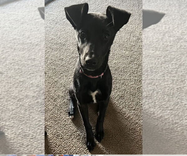 Medium Photo #4 Labrador Retriever-Unknown Mix Puppy For Sale in Dana Point, CA, USA