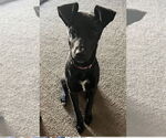 Small #3 Labrador Retriever Mix