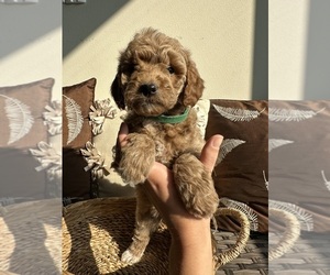 Medium Goldendoodle (Miniature)