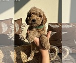 Puppy Muffin Goldendoodle (Miniature)