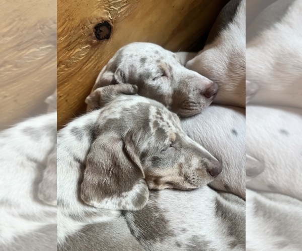 Medium Photo #14 Dachshund Puppy For Sale in LAKEBAY, WA, USA