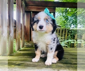 Australian Shepherd Puppy for sale in INDIANAPOLIS, IN, USA