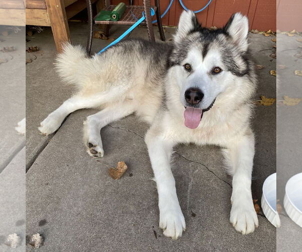 Medium Photo #4 Alaskan Malamute-Unknown Mix Puppy For Sale in Brooklyn Center, MN, USA