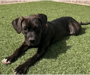 Starla - Female Mutt Dog for Adoption - Photo #2