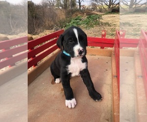 Golden Retriever-Greater Swiss Mountain Dog Mix Puppy for sale in LA CROSSE, WI, USA