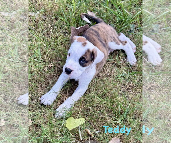 Medium Photo #2 Boxer Puppy For Sale in Dumont, NJ, USA