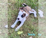 Small #1 Boxer