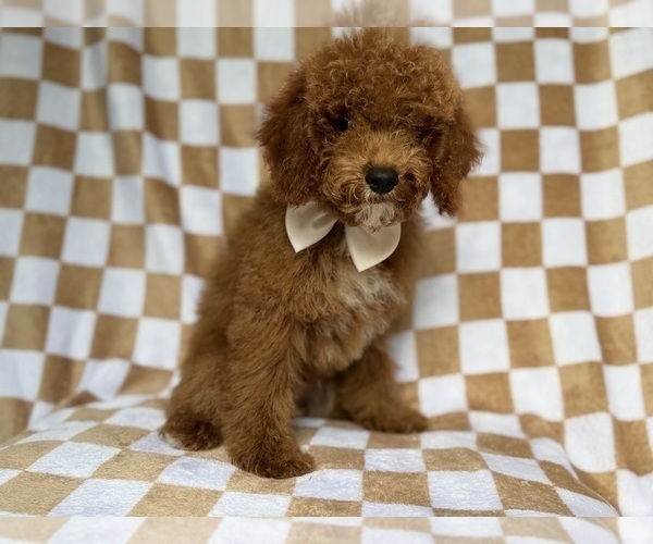 Medium Photo #1 Cock-A-Poo Puppy For Sale in LAKELAND, FL, USA