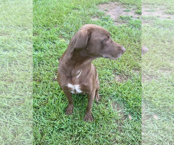 Medium Photo #2 Labrador Retriever-Unknown Mix Puppy For Sale in Eastman, GA, USA