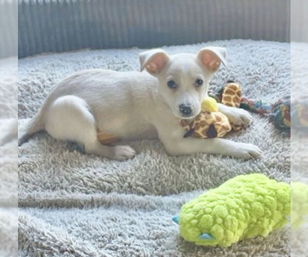 Medium Photo #3 Mutt Puppy For Sale in Hillsboro, MO, USA