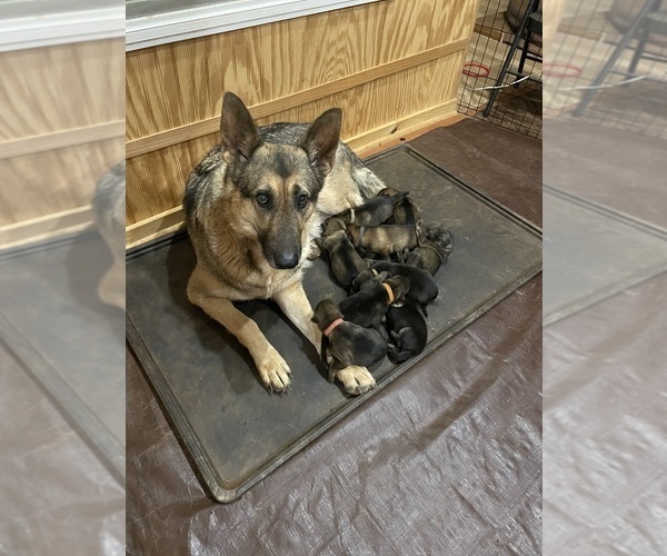 Medium Photo #1 German Shepherd Dog Puppy For Sale in MADISON HEIGHTS, VA, USA