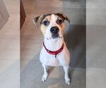 Small #3 Beagle Mix