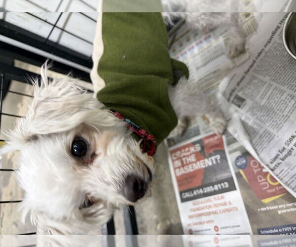 Medium Photo #2 Maltese Puppy For Sale in Mukwonago, WI, USA