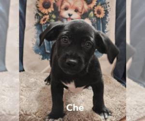 Mutt Dogs for adoption in Cranston, RI, USA