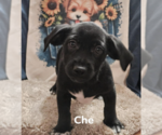 Small Mutt