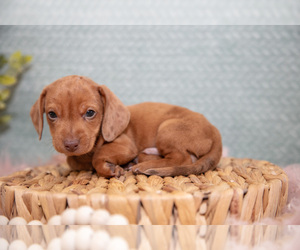 Medium Dachshund