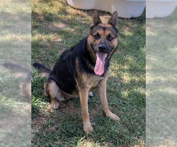 Medium Photo #3 German Shepherd Dog-Unknown Mix Puppy For Sale in Riverside, CA, USA