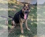 Small #2 German Shepherd Dog Mix