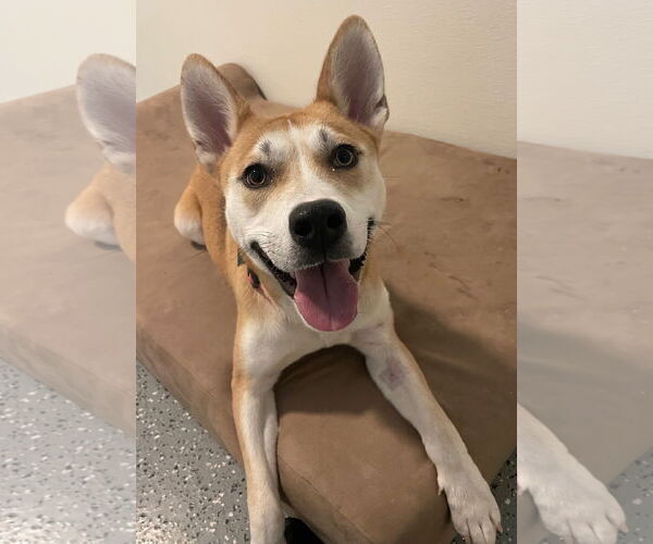 Medium Photo #2 Mutt Puppy For Sale in Clarkston, MI, USA