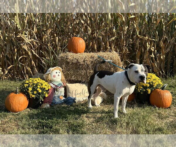 Medium Photo #3 American Pit Bull Terrier Puppy For Sale in Evansville, IN, USA