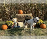 Small #2 American Pit Bull Terrier