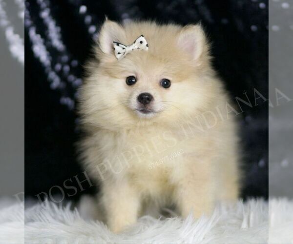 Medium Photo #77 Pomeranian Puppy For Sale in WARSAW, IN, USA