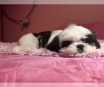 Small #9 Shih Tzu