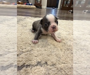 Boston Terrier Puppy for sale in FREDONIA, KS, USA