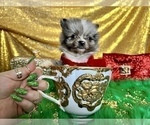 Small Photo #32 Pomeranian Puppy For Sale in HAYWARD, CA, USA