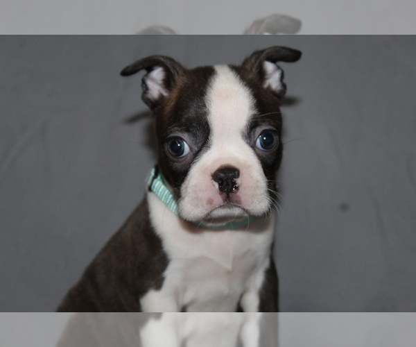 Medium Photo #1 Boston Terrier Puppy For Sale in BROOKSVILLE, FL, USA
