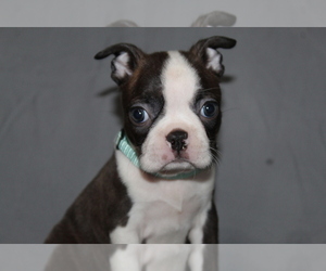 Boston Terrier Puppy for sale in BROOKSVILLE, FL, USA